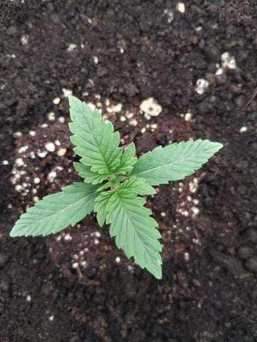 First grow — vegetative, day 12