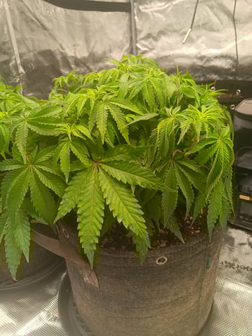 Master Kush — vegetative, day 41