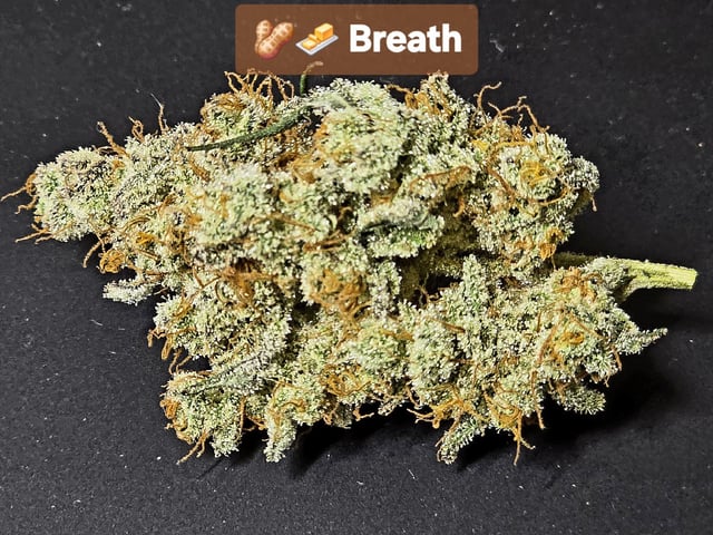 Hydroponic Photos — harvest, day 89