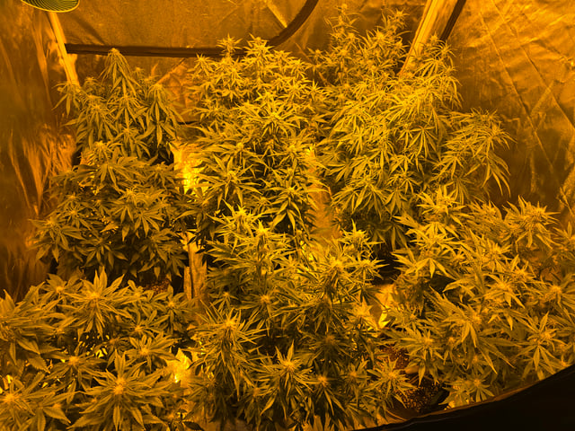 2nd Autoflower Indoor Grow — flower, day 56