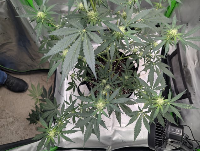 First Grow — flower, day 43