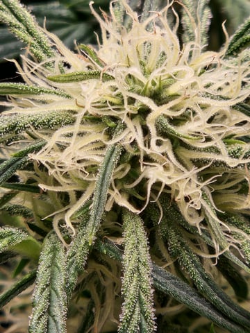 Autoflower grow. my first grow  — flower, day 49