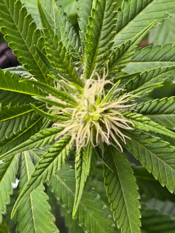 Purple Haze  — flower, day 69