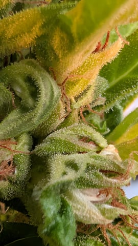 Sativa Grow Outdoor 2025 — flower, day 28