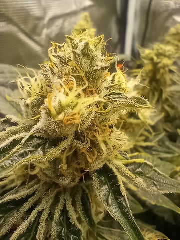 Wizard Punch first grow  — flower, day 97