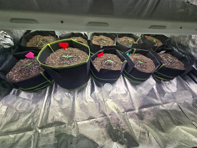 2nd Autoflower Indoor Grow — seedling_rooting, day 10