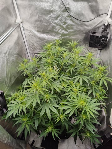 Fast Buds Gorilla Z auto — flower, day 44