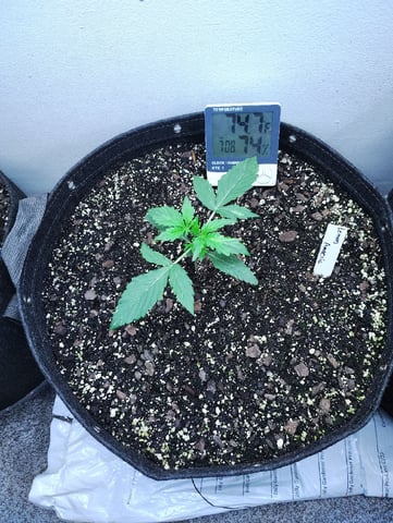 Beans For Days run — vegetative, day 16