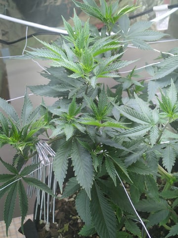 Audrey III — vegetative, day 88