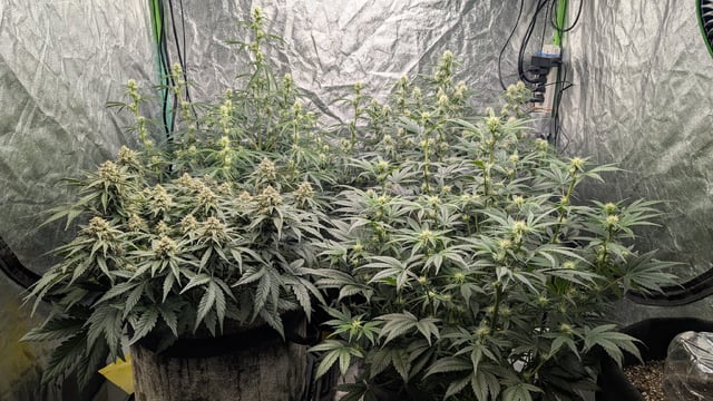 Perpetual Autoflower Mixed Grow #3 — vegetative, day 48