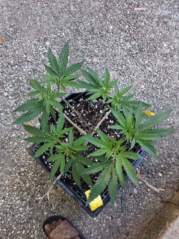 My First Grow — vegetative, day 87