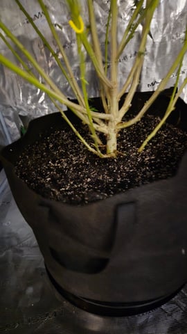 Big Momma Blue Dream  — flower, day 47