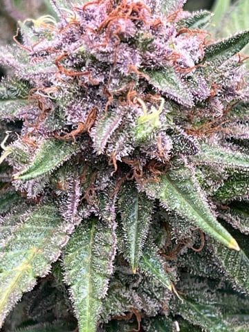 Rookie — none, day 38