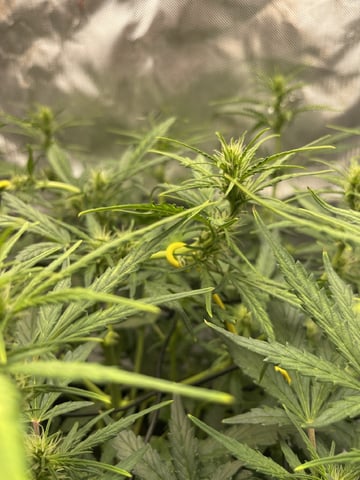 3x3 Grow — flower, day 12