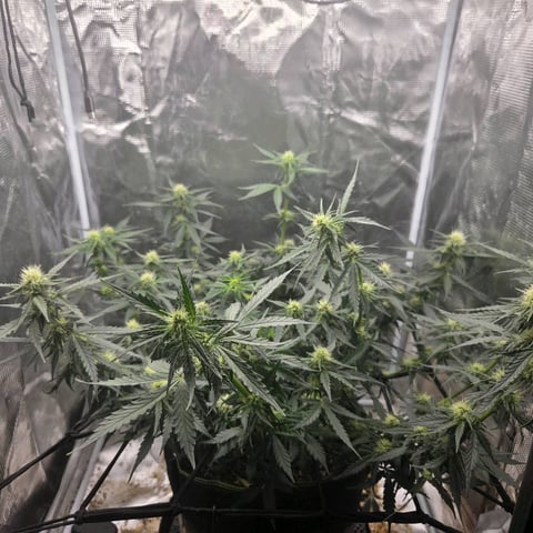 Purple Haze Auto — flower, day 55