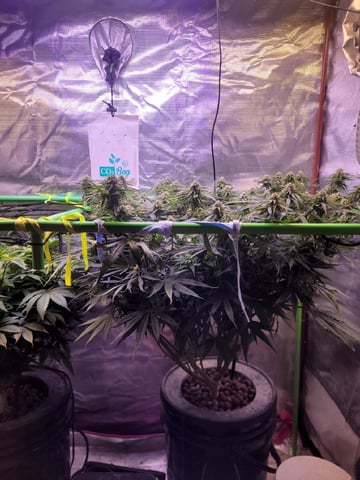 6th Grow — flower, day 64