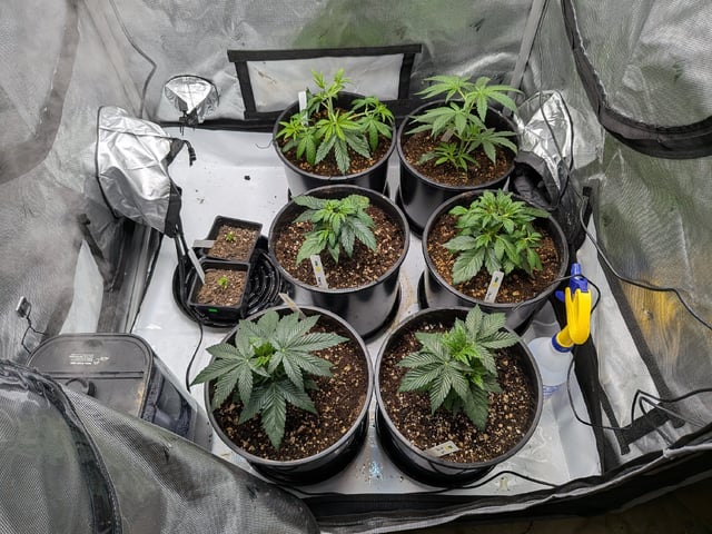 Grow Tent Starts — vegetative, day 41
