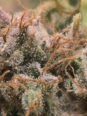 Special Kush#1 and Purple Queen Auto  — flower, day 146