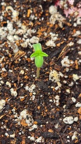 Blueberry Swirl — seedling_rooting, day 2