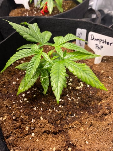 LiLBruh Cannabis — seedling_rooting, day 12