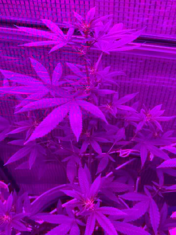 1st baby  — flower, day 1