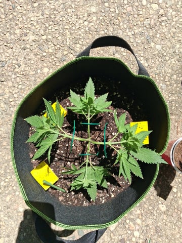 My First Grow — vegetative, day 71