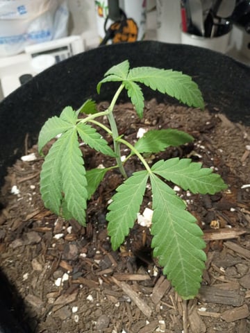 Purple Plum Perfect 💜 & 2 Grape Runtz 🍇 Mainlining garden.  — vegetative, day 40