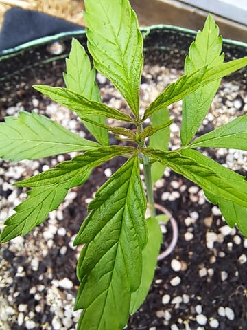 Bucket List Grow #2 — vegetative, day 20