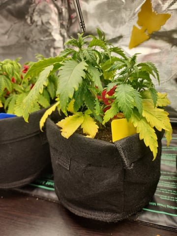 HE1E we GROW  — vegetative, day 58