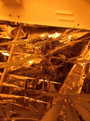 first grow — flower, day 13