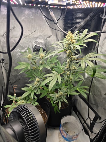 Durban Poison — flower, day 79