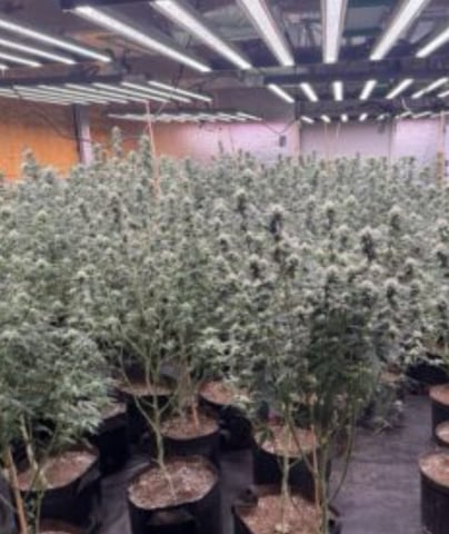 Grimm Glue by Brothers Grimm Genetics  — flower, day 59