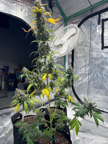 white runtz auto flower — flower, day 83