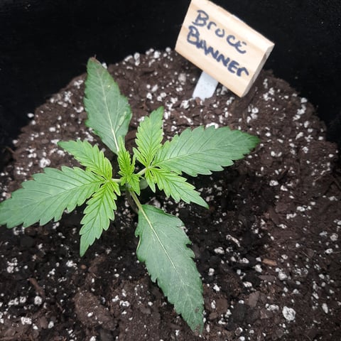 Next Attempt  — germination, day 15