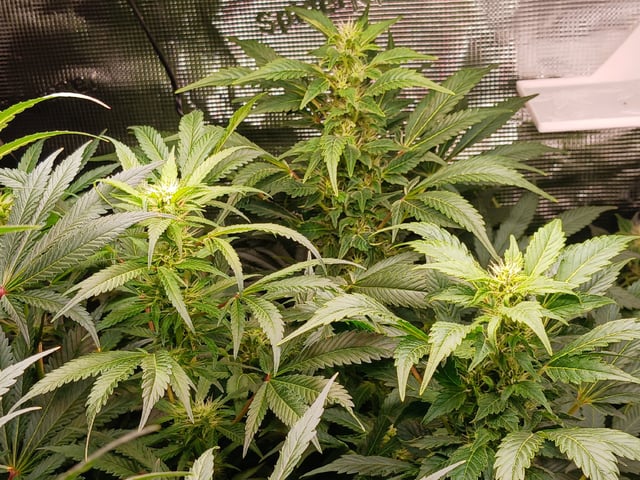 9lbhammer feminized  — flower, day 64