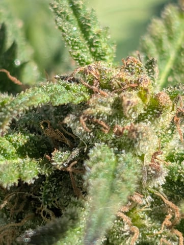 first whirl — flower, day 127