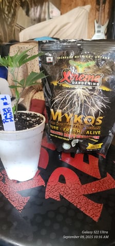 EZ Cloning #101 — germination, day 11
