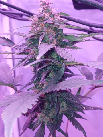 CountryG  — seedling_rooting, day 56