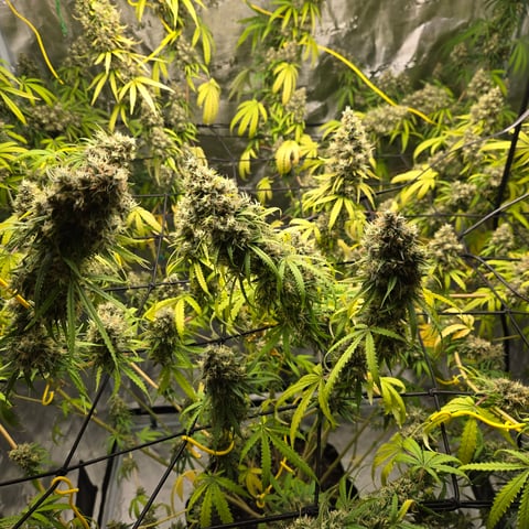 Big Momma Blue Dream  — flower, day 59