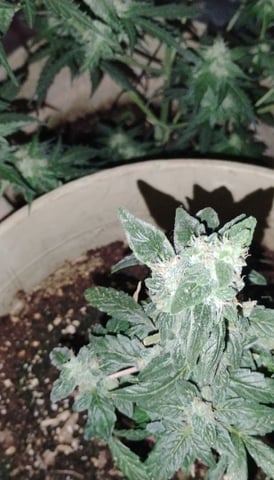 smoke  — flower, day 1