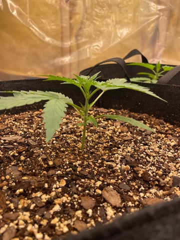 Banana Kush Auto Seed Supreme — vegetative, day 17