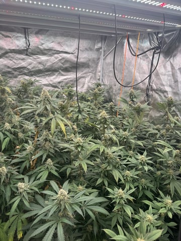Second Indoor (all Clones) — flower, day 117