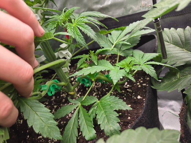 Special Kush#1 and Purple Queen Auto  — vegetative, day 31