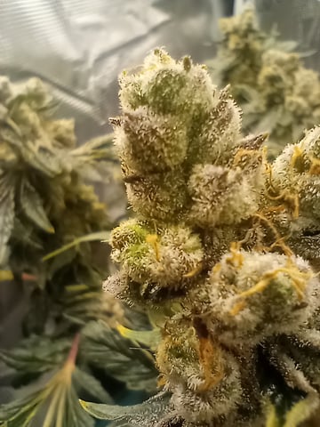 Wizard Punch first grow  — flower, day 108