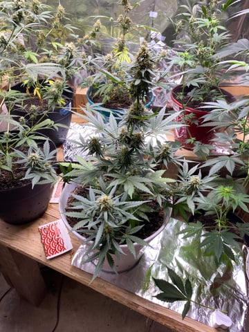 Rainbow Mints — flower, day 41