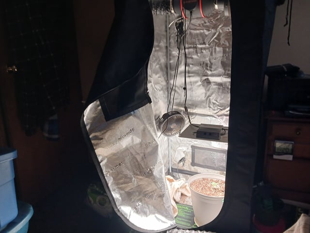 4th grow  — vegetative, day 139