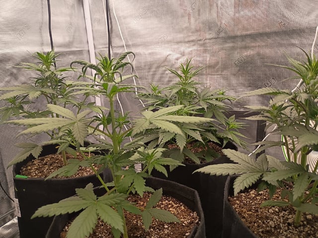 FastBuds-Auto Mix Pack-Quad Mystery — flower, day 1