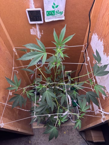 Triple Cake  — flower, day 32