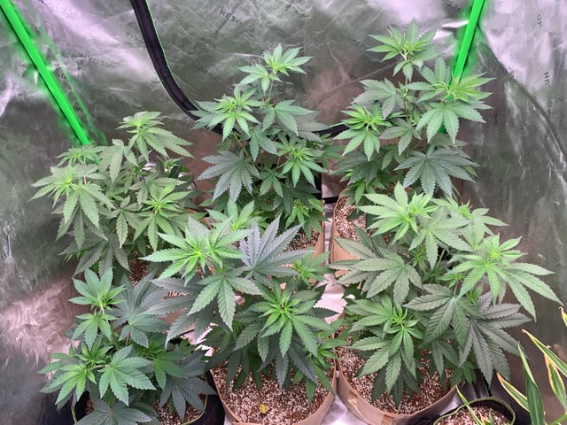 Papaya Frosting  — vegetative, day 50
