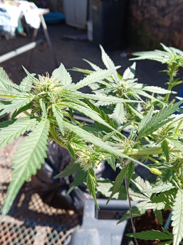 Strawberry Banana Auto  — flower, day 115